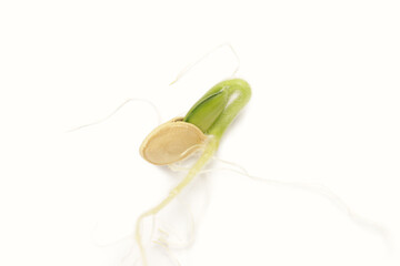 Sprout of the scallop squash seed has germinated and developed roots. The seed has cracked open,...