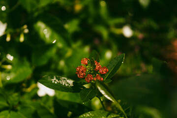 Xanthostemon youngii is a small tree with an upright trunk and Xanthostemon youngii many branches