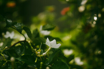 stuck together. The colon tube of  Tabernaemontana divaricata is white, 2-2.5 cm long, slightly fused at the tip, the bulge is light green; Above,  Tabernaemontana divaricataspreads into 5 white plate