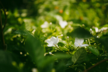 stuck together. The colon tube of  Tabernaemontana divaricata is white, 2-2.5 cm long, slightly fused at the tip, the bulge is light green; Above,  Tabernaemontana divaricataspreads into 5 white plate