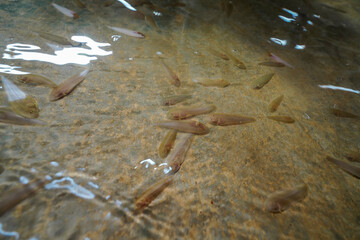 Tongue sole fry swim at the bottom of the aquaculture pond. In an aquaculture farm, North China