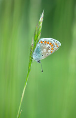 Kolorowy motyl Modraszek Ikar na zielonym tle.