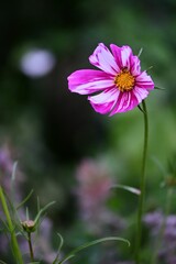 Closeup shot of a garden cosmos