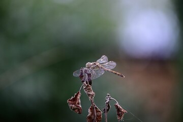 Closeup shot of a dragonfly on a dry leaf
