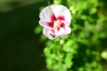 Closeup shot of a white hibiscus