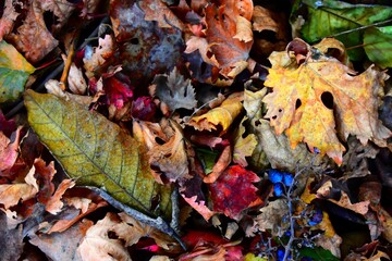 Closeup shot of fallen autumn leaves