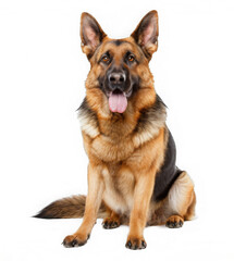 german shepherd sitting. black yellow dog breed