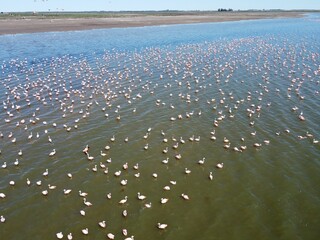 Flock of birds flying over a sea