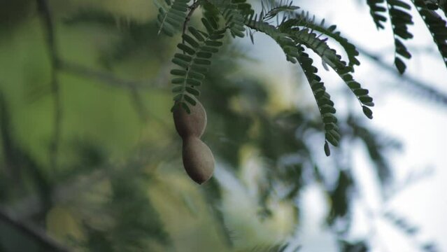 Close up  of Tamarinds fruit pod on tree.