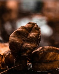 Vertical shot of dry fall leaves against blur background