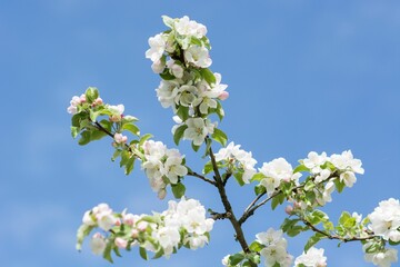 Closeup shot of white blossom flowers under the clear sky