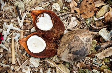 Closeup of the broken coconut on the ground.