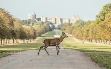 Beautiful deer in Windsor park, Windsor
