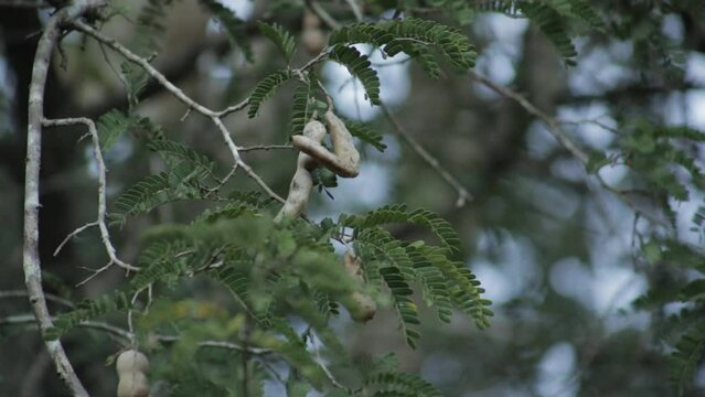 Tamarinds fruit pod on tree. Zoom In