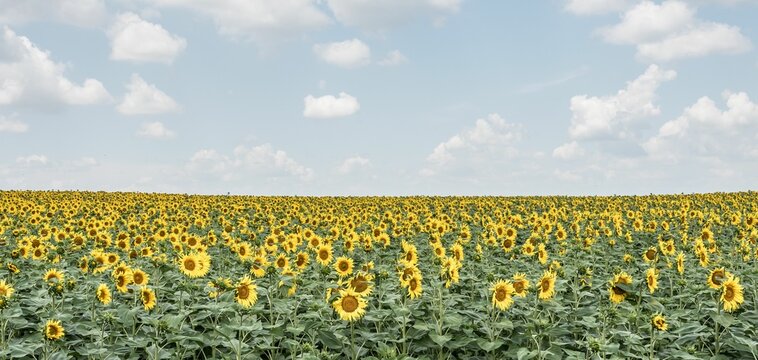 Beautiful sunflower field under the cloudy sky