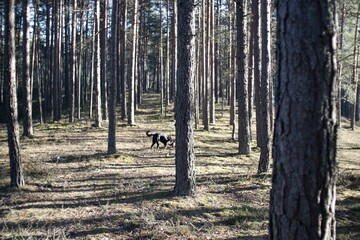 Black dog in the forest