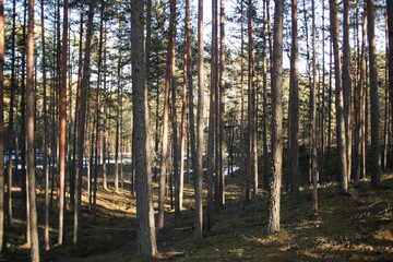 Obraz premium Forest covered in snow in winter