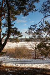Scenic vertical shot of a magical wither forest on a beautiful snowy day against a blue sky