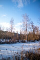 Scenic vertical shot of a magical wither forest on a beautiful snowy day against a blue sky