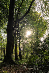 Fototapeta premium enger Pfad durch dichen Wald