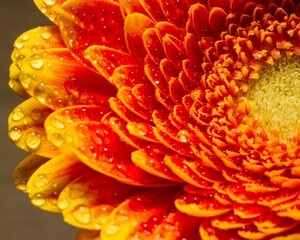 Closeup of Gerbera flower, red petals with yellow center with water drops in sunny garden