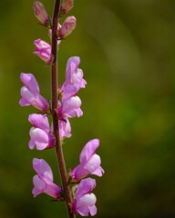 Obraz premium Vertical closeup shot of Snapdragon flower blooming in the garden