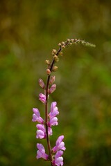 Fototapeta premium Vertical closeup shot of Snapdragon flower blooming in the garden