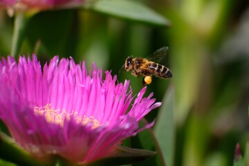 Closeup shot of the bee on Carpobrotus flower taking nectar from it