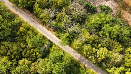 Aerial view of a road surrounded by tall green trees at daytime