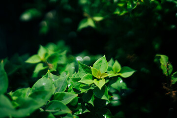 asclepiadaceae tree bark glides over the surface of the wood, extends the territory, Bougainvillae is a genus of thorny ornamental vines, bushes, Bougainvillae 