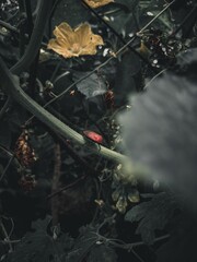 Insect on the plant in the garden with bokeh background