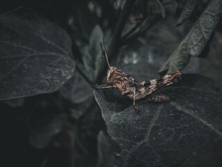 Closeup shot of a moth on a leaf