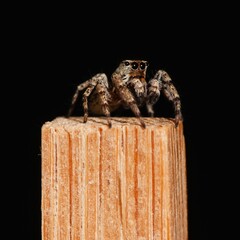 Closeup of a cute little jumping spider on a chopstick