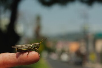 Closeup shot of a grasshoper on a human finger in Mexico.