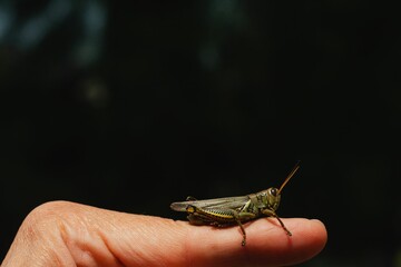 Closeup shot of a grasshoper on a human finger in Mexico.