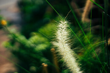 edge hugs Pennisetum purpureum the stem tightly and Pennisetum purpureum protects the node meristem.
- Flowers: Flowers Pennisetum purpureum are small,Pennisetum purpureum