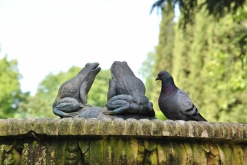 Beautiful rock dove near the old monument in the park
