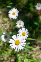 Bright beautiful daisy with a yellow heart in the foreground and several daisies behind it