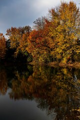 Fototapeta premium Vertical shot of a river reflecting an autumn forest with trees covered with orange leaves
