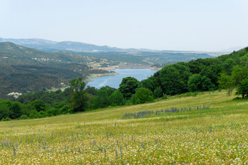 Algeti water reservoir. Sunny field of yellow flowers, fluffy tree, green bushes and bright blue sky