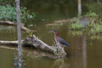 Closeup of a Green Heron standing on a snag in a water
