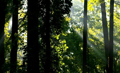 Breathtaking view of beams of sunlight going through the green leaves of trees in the forest