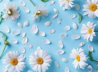 Obraz premium daisies and petals on a blue background in a flat lay top view