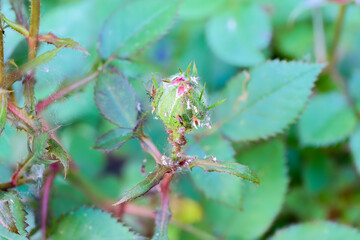 Macro Close Up Alate Rosenblattlaus Macrosiphum rosae mit Jungtieren auf einer noch nicht...