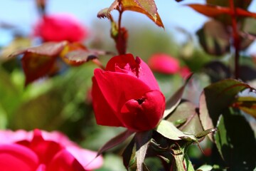Closeup shot of fresh pink roses in a garden