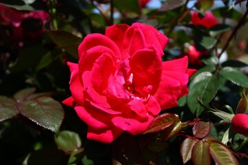 Closeup shot of fresh pink roses in a garden