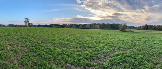 Panoramic shot of a field with a forest in the background