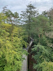 Obraz premium Bridge surrounded by tall trees in the forest on a sunny day