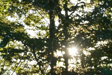 Sunlight ray passing through green treetops with lush leaves on a summer day in a park
