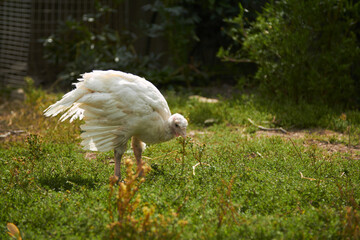 White domestic turkey graze on green grass in the meadow. Organic animals farm. High quality photo